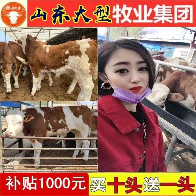 西门塔尔怀孕母牛厂家直销包技术指导免费送货自由挑