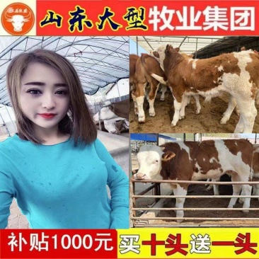 西门塔尔牛犊包技术指导通过聊一聊送机器免费专车送货