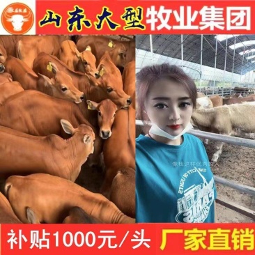 鲁西黄牛犊厂家直销牛犊牛苗包技术指导包送货