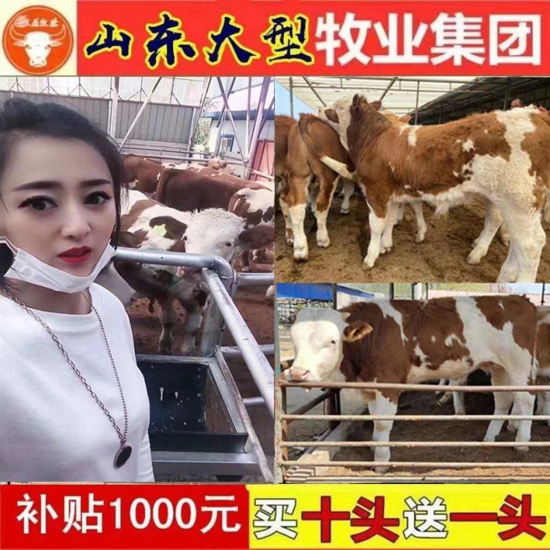 利木赞牛买十头送一头免费专车送货到家包技术指导包回收