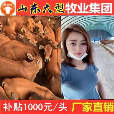 西门塔尔牛基地直供免费专车送货上门包技术指导