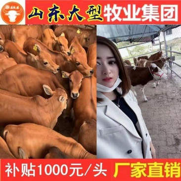 利木赞牛免费专车送货上门包打疫苗厂家直销