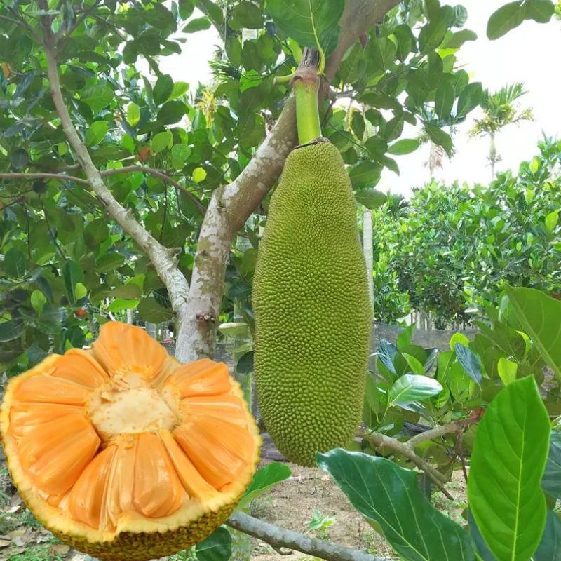 四季菠萝蜜树树苗嫁接红肉菠萝蜜树苗马来西亚1号黄肉干苞果