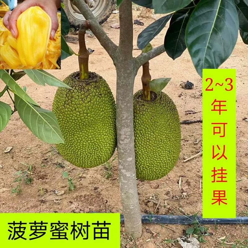 四季菠萝蜜树树苗嫁接红肉菠萝蜜树苗马来西亚1号黄肉干苞果