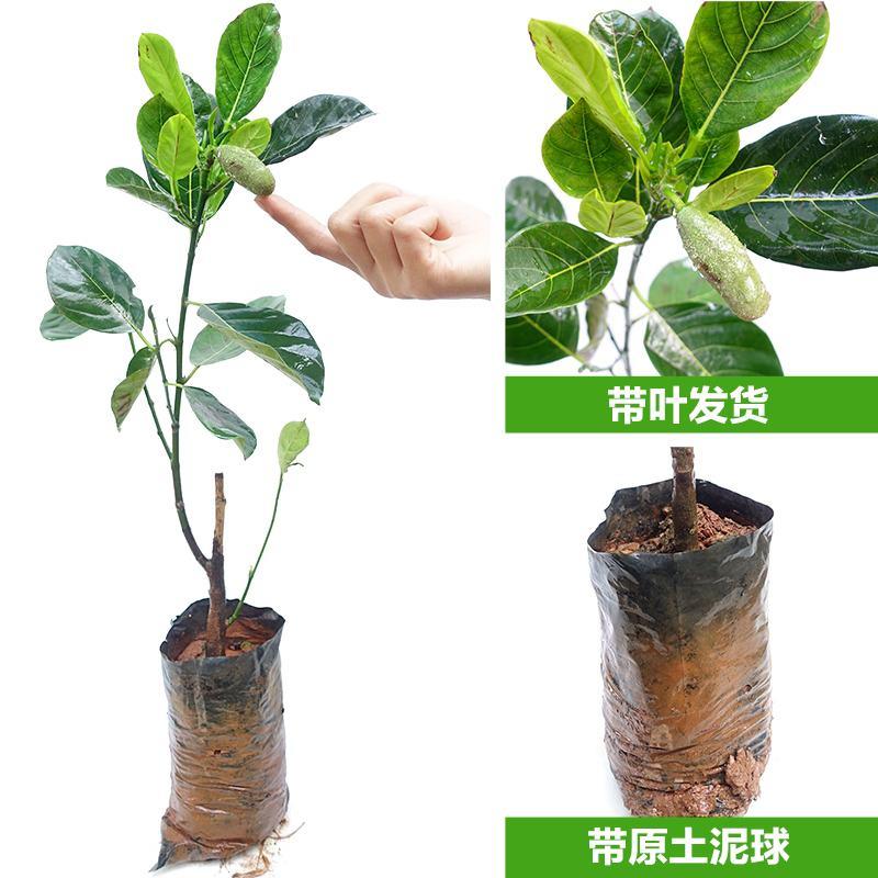 四季菠萝蜜树树苗嫁接红肉菠萝蜜树苗马来西亚1号黄肉干苞果