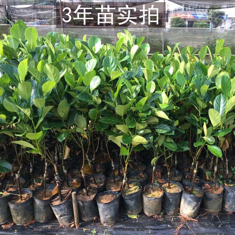 四季菠萝蜜树树苗嫁接红肉菠萝蜜树苗马来西亚1号黄肉干苞果