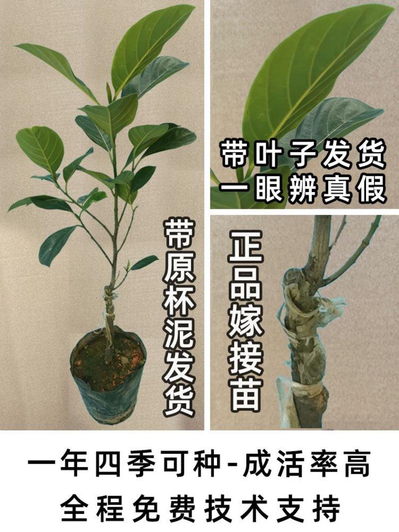 四季菠萝蜜树树苗嫁接红肉菠萝蜜树苗马来西亚1号黄肉干苞果