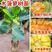 四季菠萝蜜树树苗嫁接红肉菠萝蜜树苗马来西亚1号黄肉干苞果
