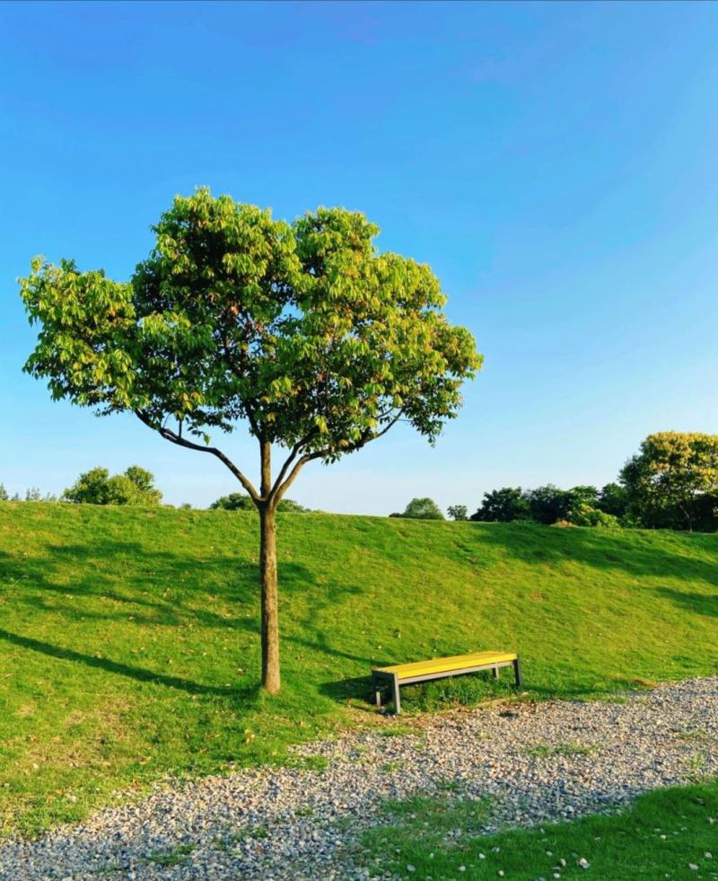 护坡固土草种护坡王草籽绿化草坪四季常青耐旱植物高速护坡草