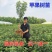 冰糖心苹果苗，红富士苹果苗，爱妃，红肉苹果苗，现挖先发
