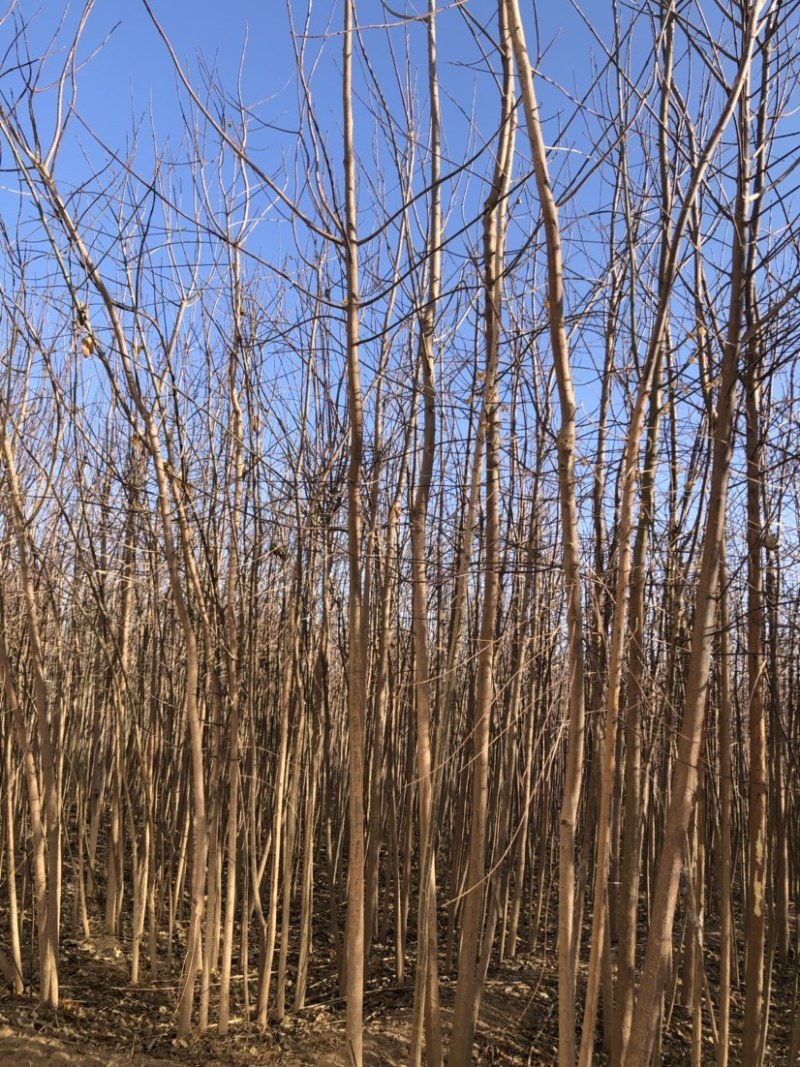 3-4-5公分丝棉木大量出售