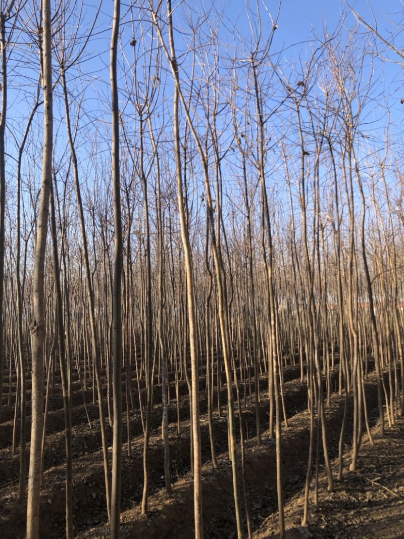 3-4-5公分丝棉木大量出售