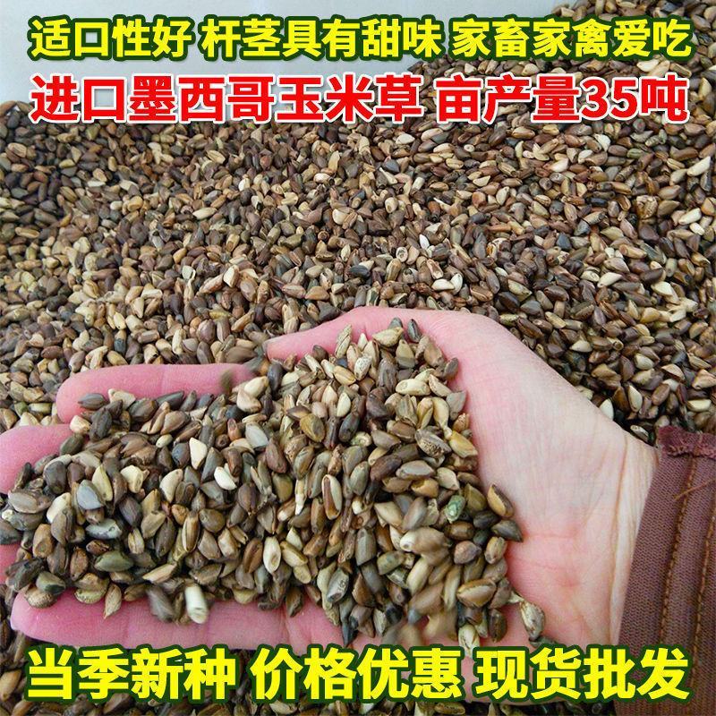 高产四季牧草种子多年生大叶杂交王草种籽猪牛羊鱼兔鸡养殖