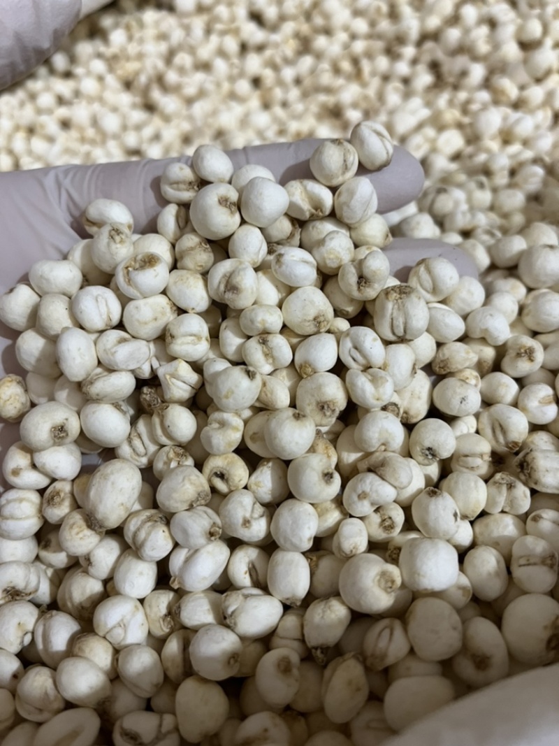 贝母手选货当季新采真实材料不做添加原色原味