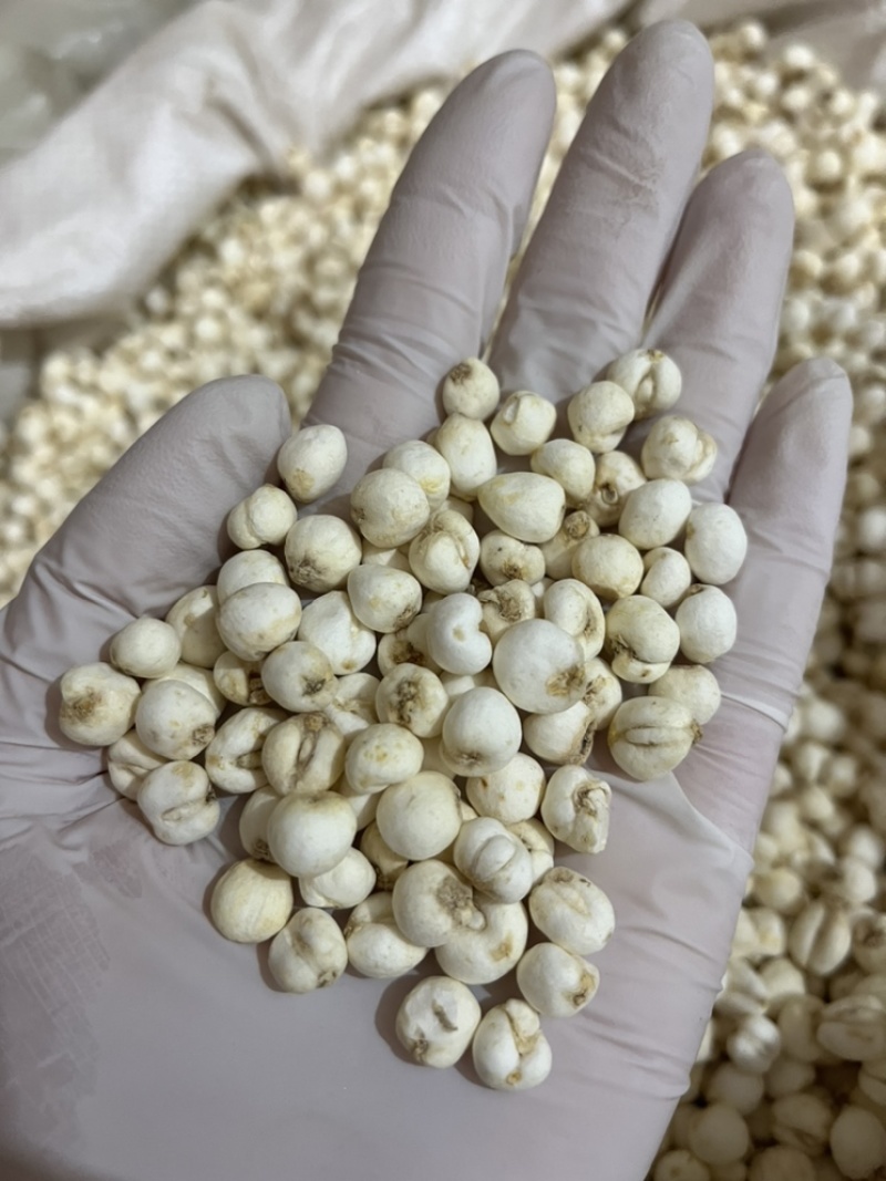 贝母手选货当季新采真实材料不做添加原色原味