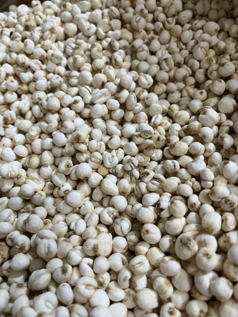 贝母手选货当季新采真实材料不做添加原色原味