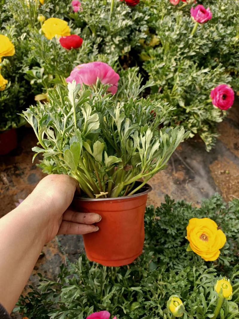 花毛茛盆栽芹叶牡丹