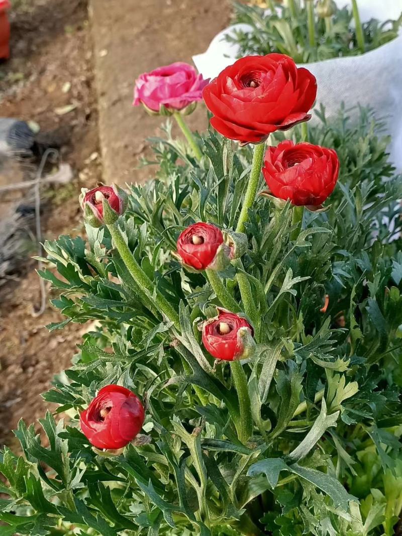 花毛茛盆栽芹叶牡丹