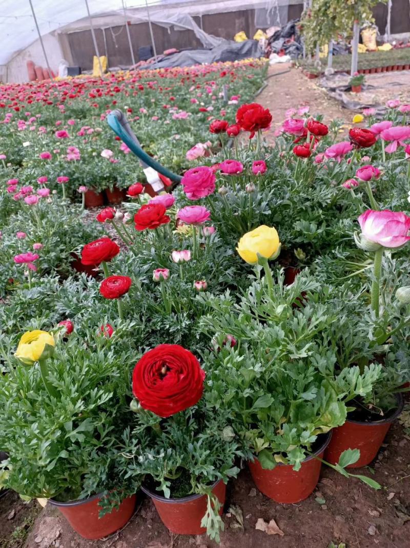 花毛茛盆栽芹叶牡丹