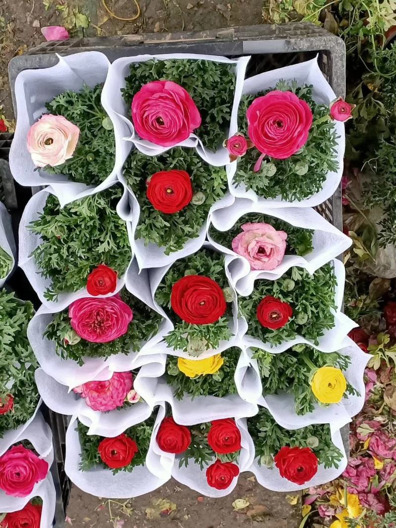 花毛茛盆栽芹叶牡丹