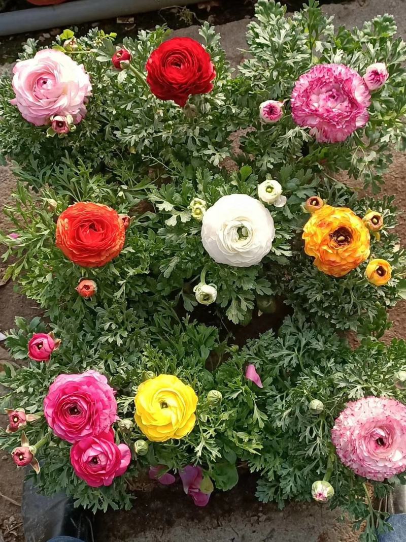 花毛茛盆栽芹叶牡丹