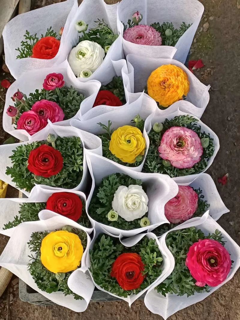 花毛茛盆栽芹叶牡丹