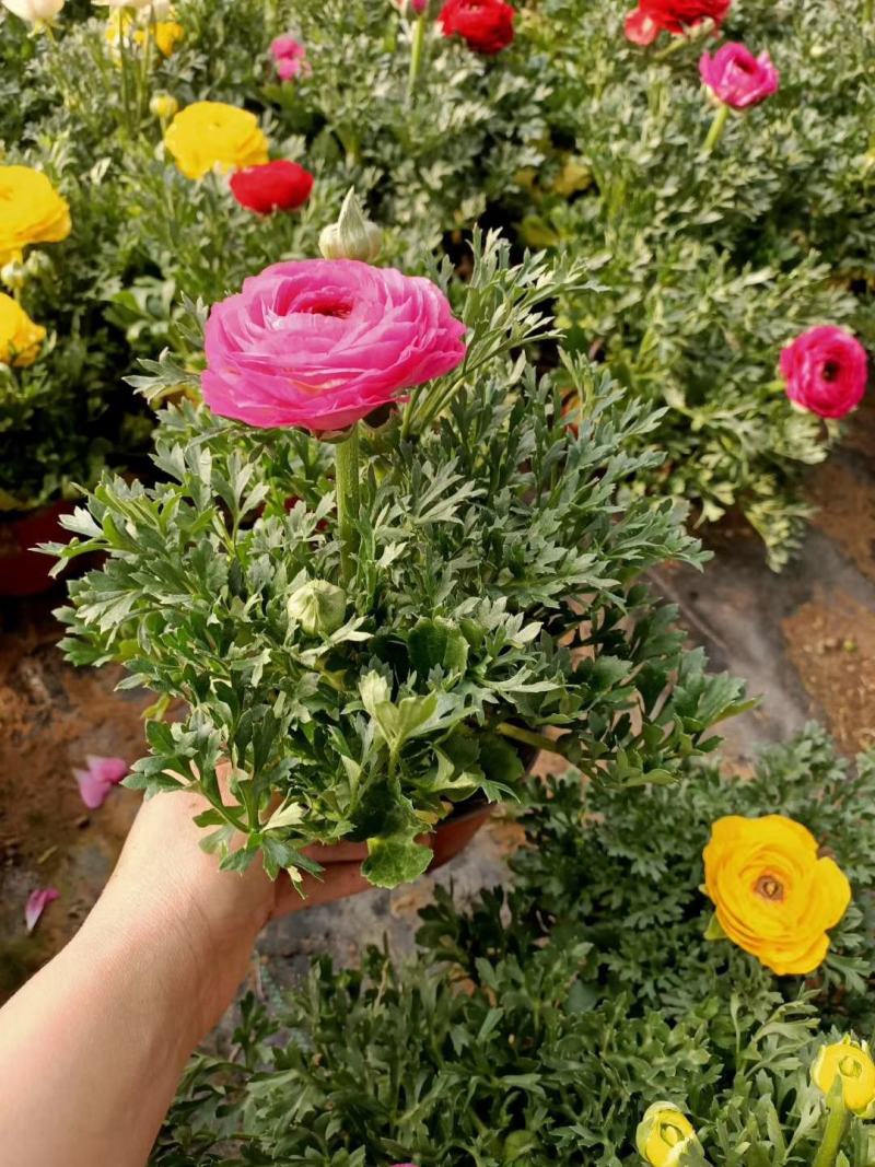 花毛茛盆栽芹叶牡丹