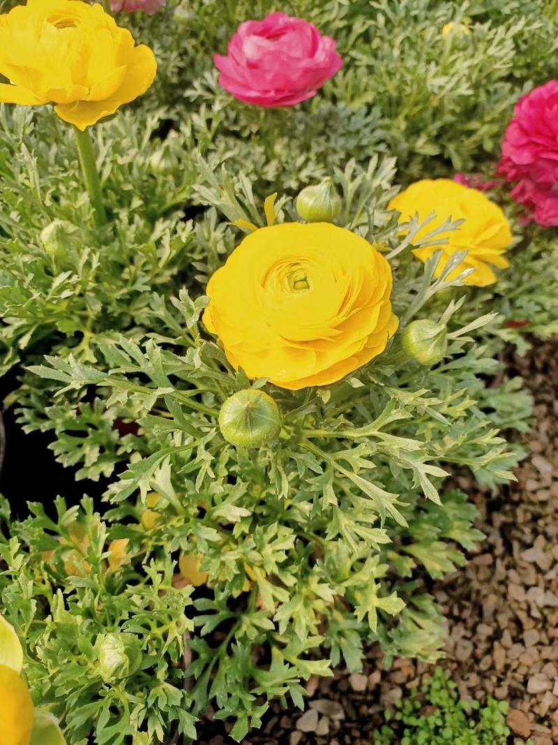 花毛茛盆栽芹叶牡丹
