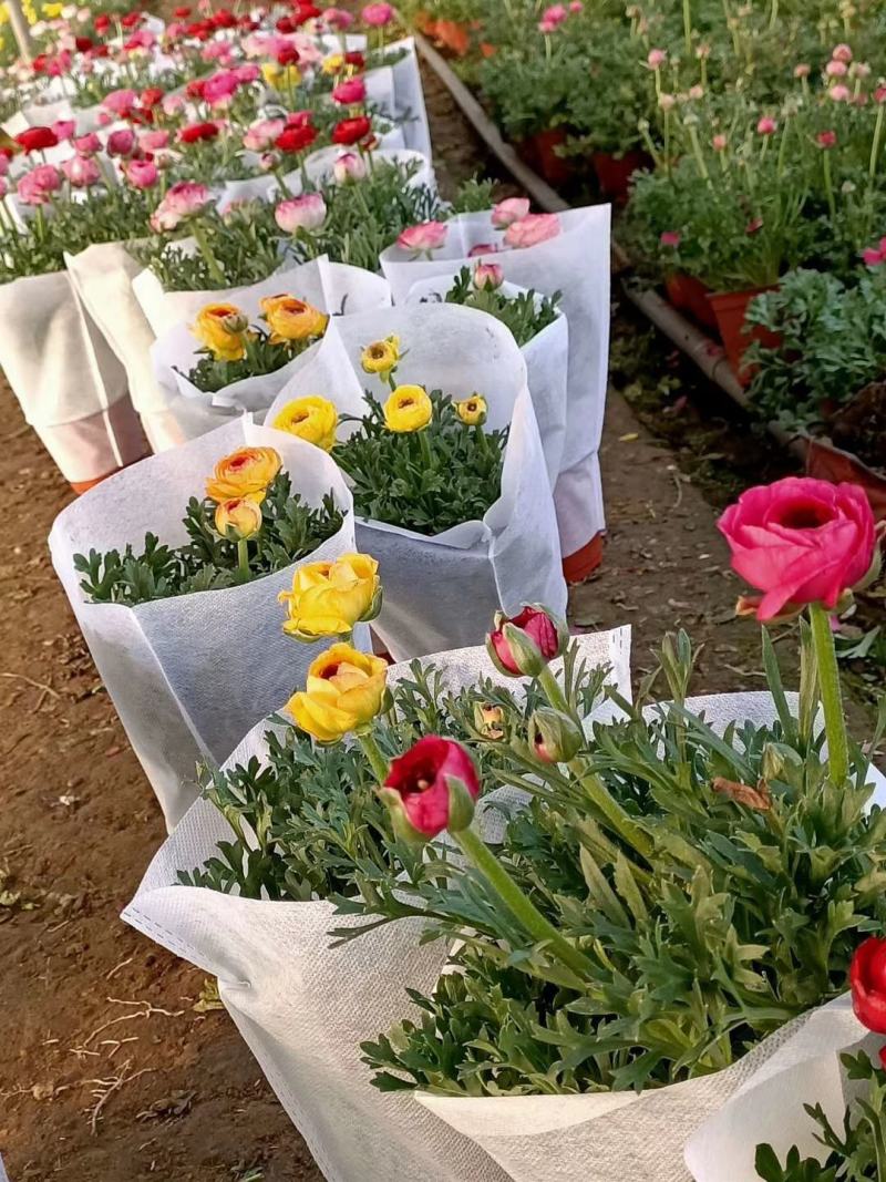 花毛茛盆栽芹叶牡丹