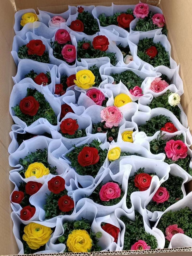 花毛茛盆栽芹叶牡丹