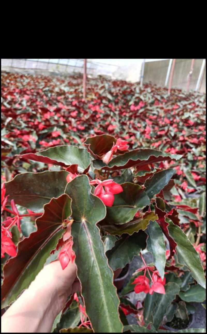 龙翅海棠盆栽珊瑚秋海棠四季开花花期长