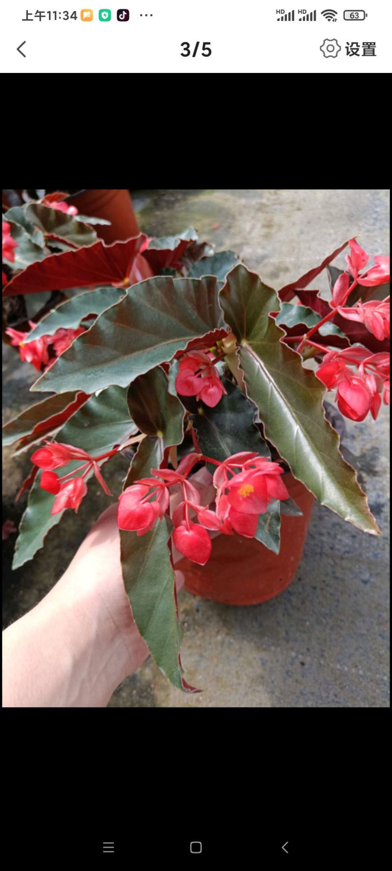 龙翅海棠盆栽珊瑚秋海棠四季开花花期长