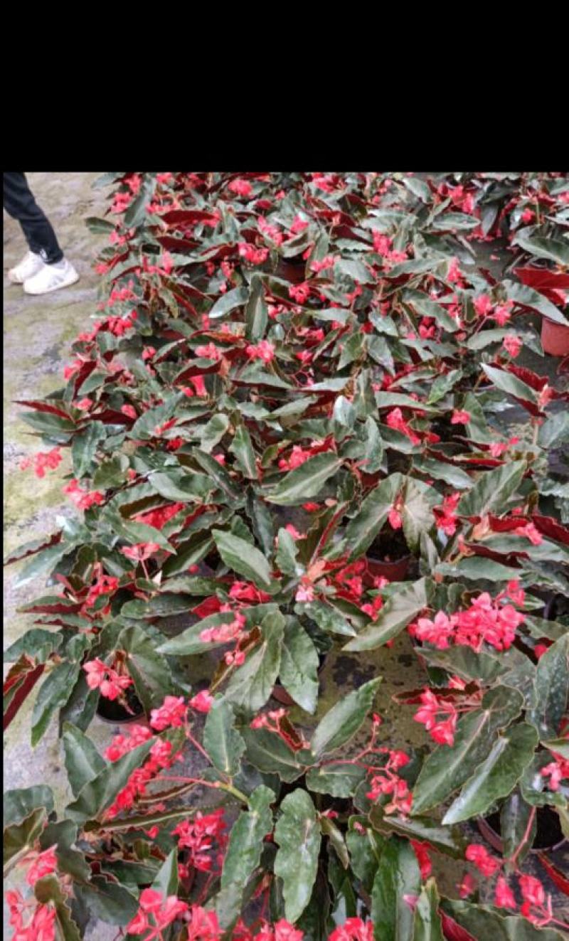 龙翅海棠盆栽珊瑚秋海棠四季开花花期长
