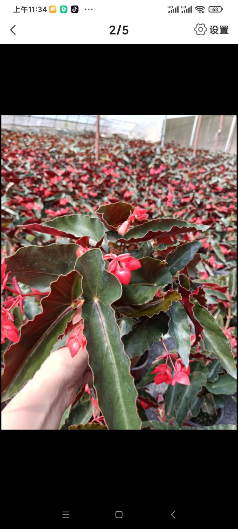 龙翅海棠盆栽珊瑚秋海棠四季开花花期长