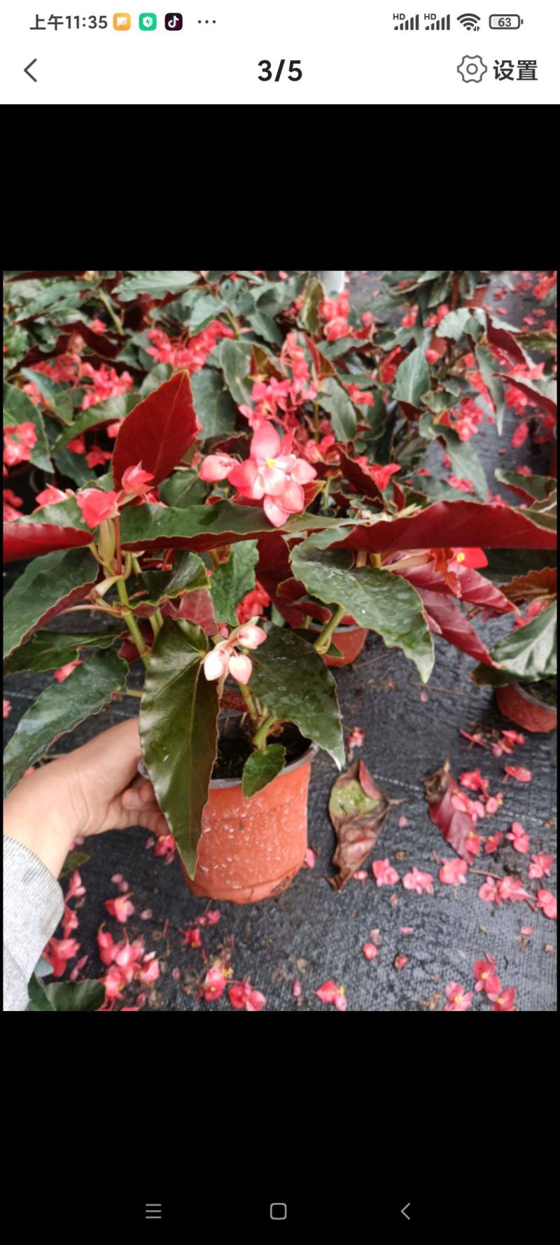 龙翅海棠盆栽珊瑚秋海棠四季开花花期长