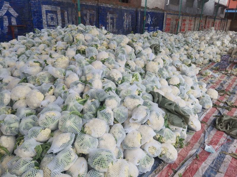 精品有机花菜（松花菜），大量上市中，花白精美，欢迎订购