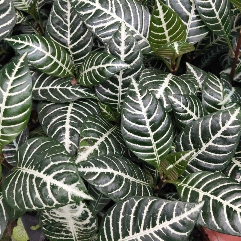 （精选）银脉盆栽基地植销量大有货