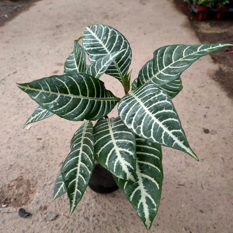 （精选）银脉盆栽基地植销量大有货
