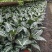 （精选）银脉盆栽基地植销量大有货