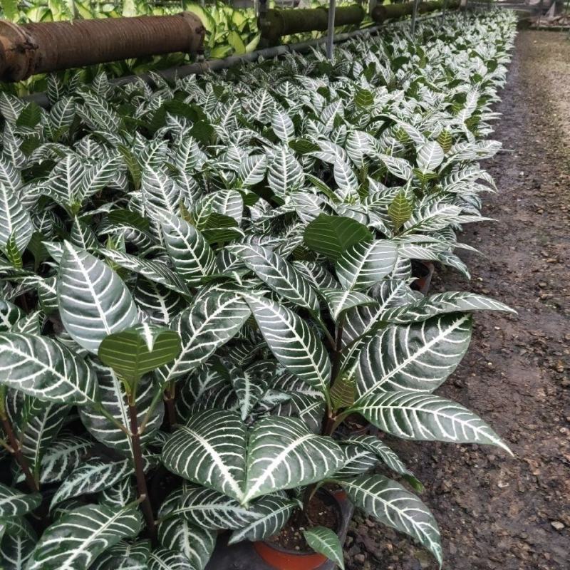（精选）银脉盆栽基地植销量大有货
