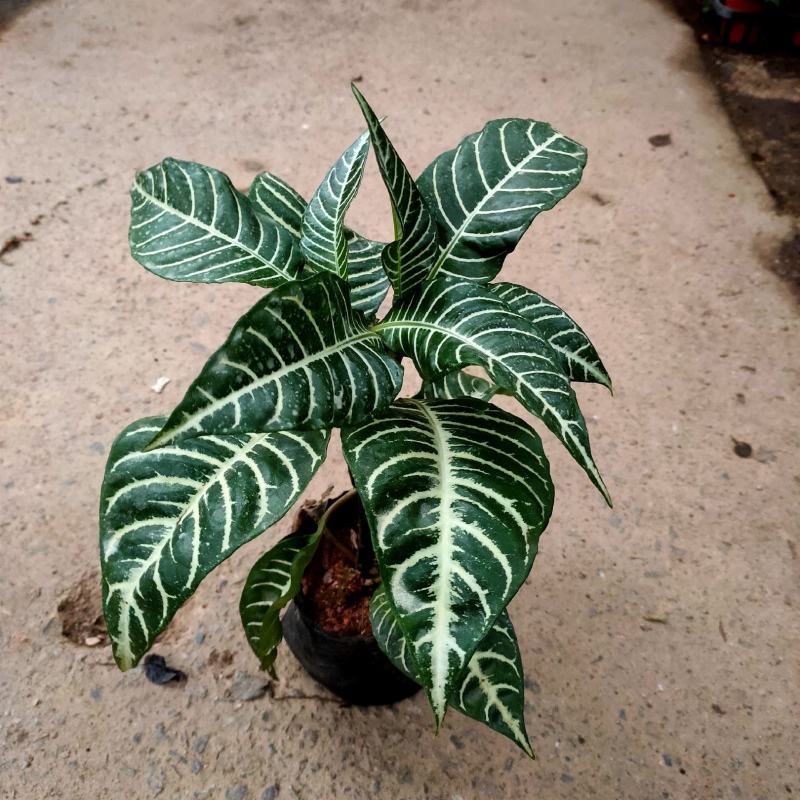 （精选）银脉盆栽基地植销量大有货