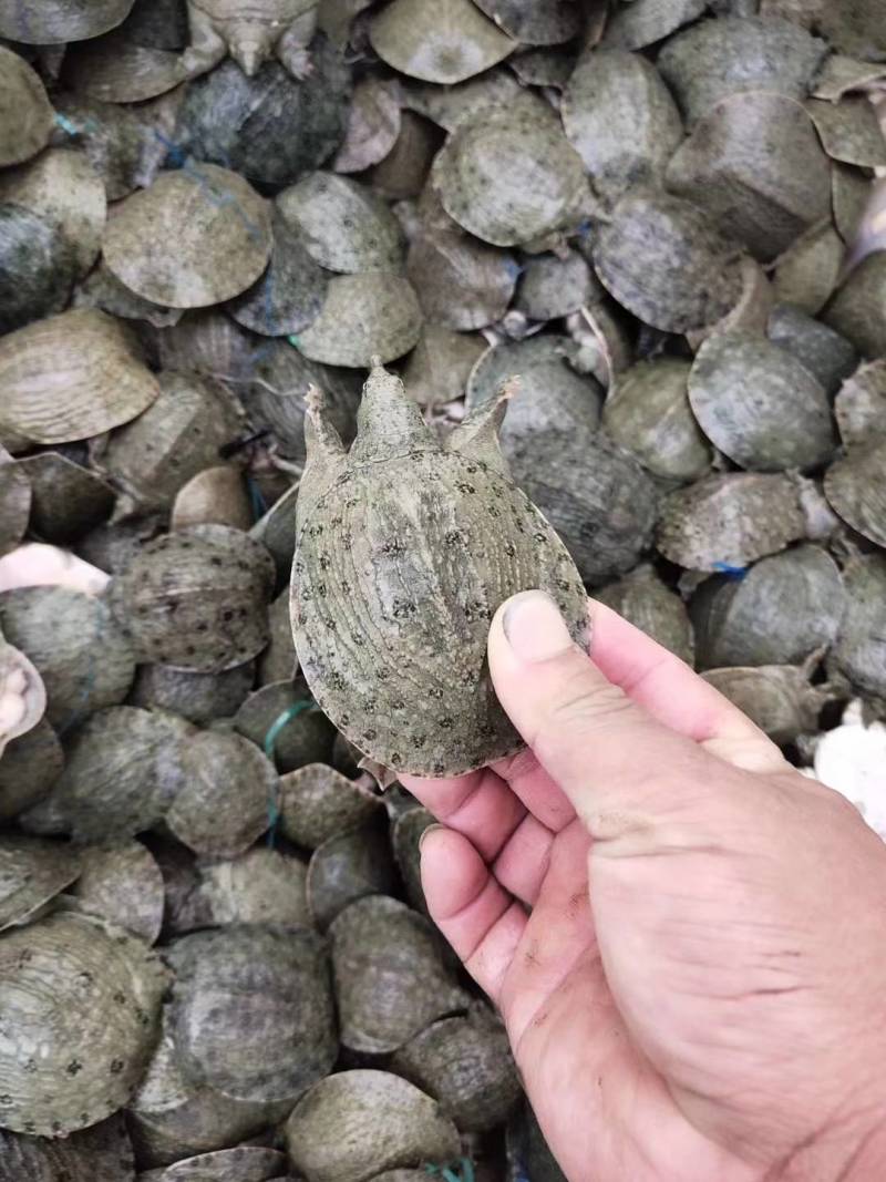 甲鱼苗鳖王八苗水鱼苗中华甲鱼种苗20克到70克左