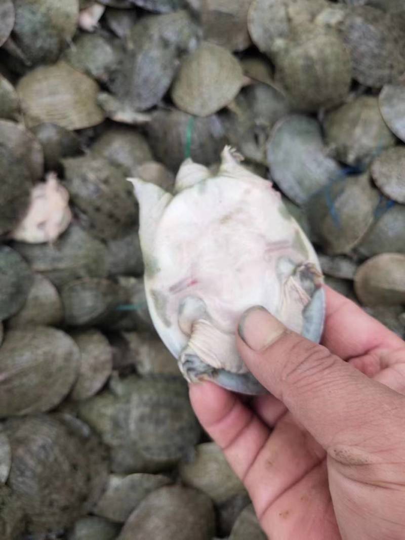 甲鱼苗鳖王八苗水鱼苗中华甲鱼种苗20克到70克左
