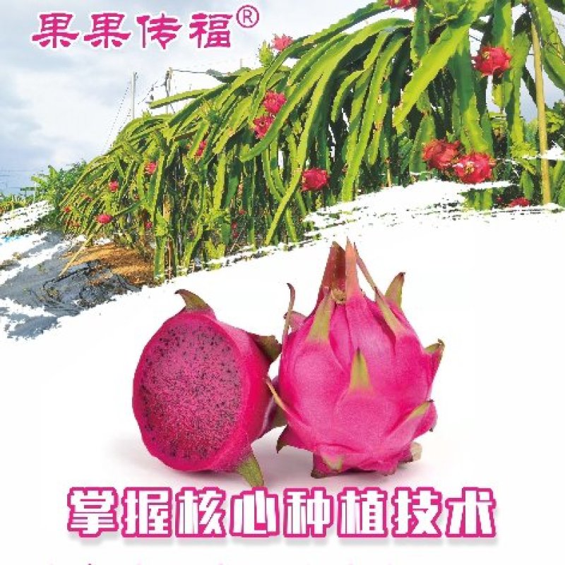 【专注于海南火龙果】海南火龙果果果传福金都一号红心火龙果