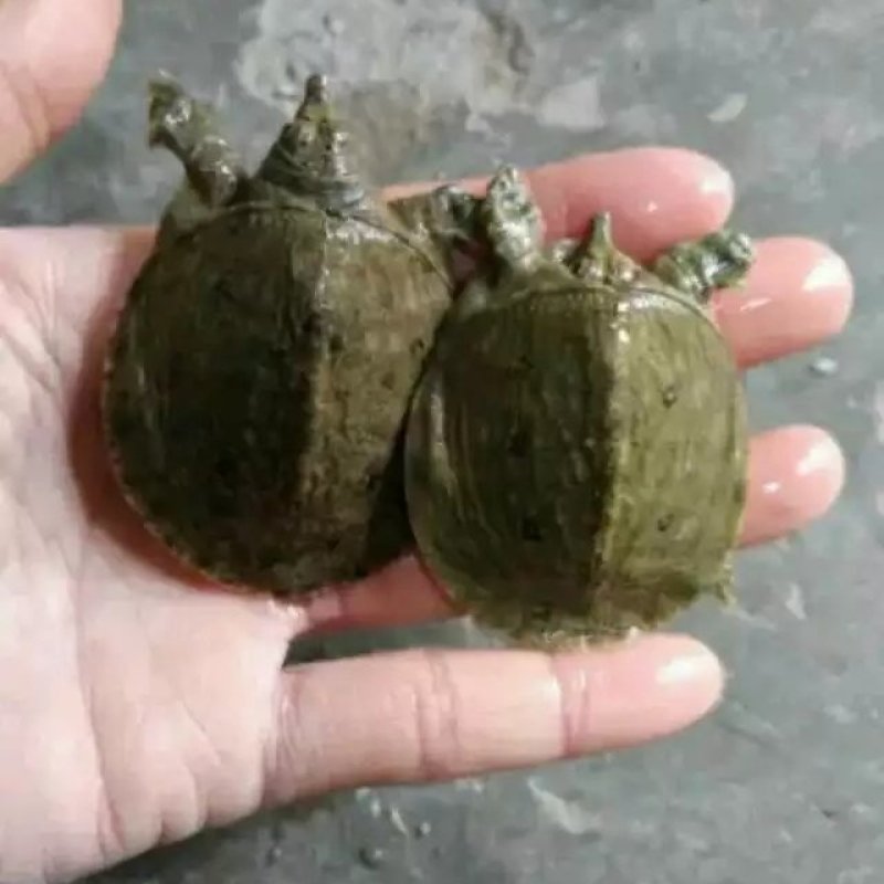 甲鱼苗鳖王八苗水鱼苗中华甲鱼种苗20克到70克左