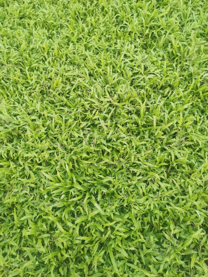 草皮