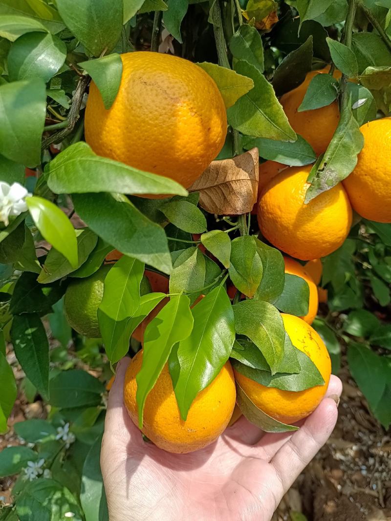 精品沃柑