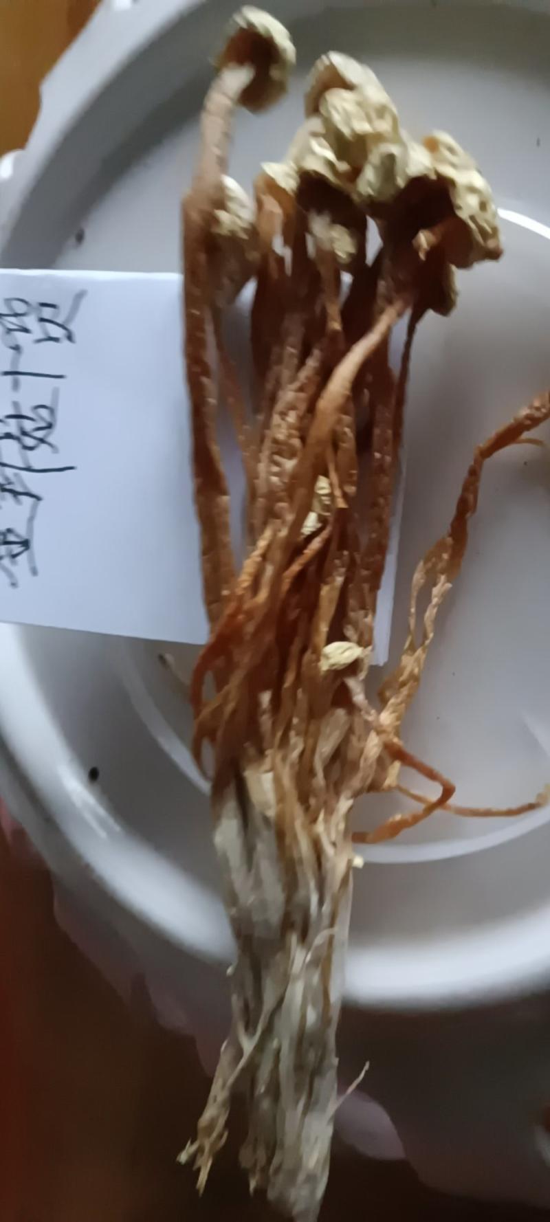 农家自种金针菇新鲜晒干，250克为—件包邮。