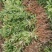 江西木荷苗造林小苗一年木荷苗30-50公分高造林苗