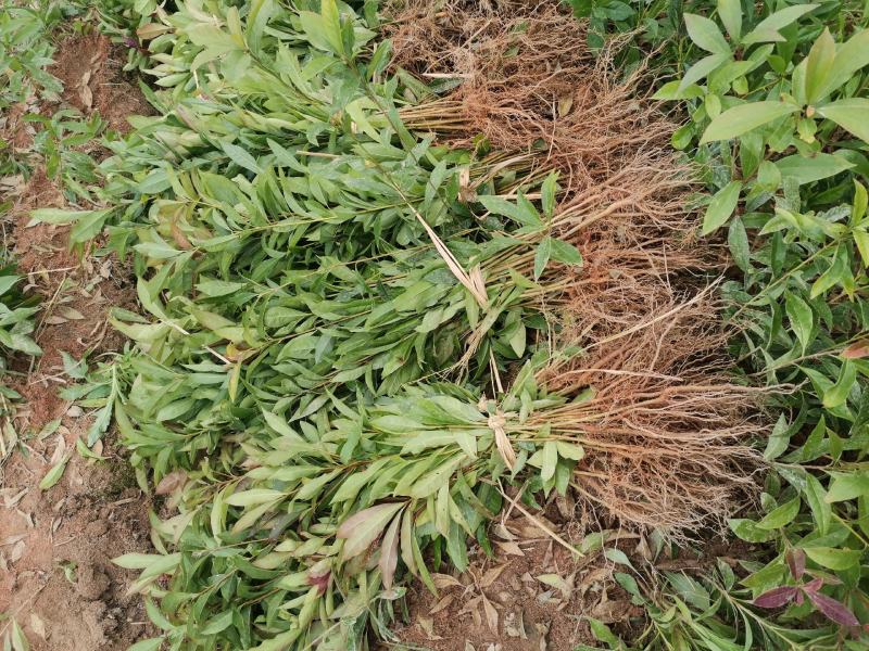 江西木荷苗造林小苗一年木荷苗30-50公分高造林苗